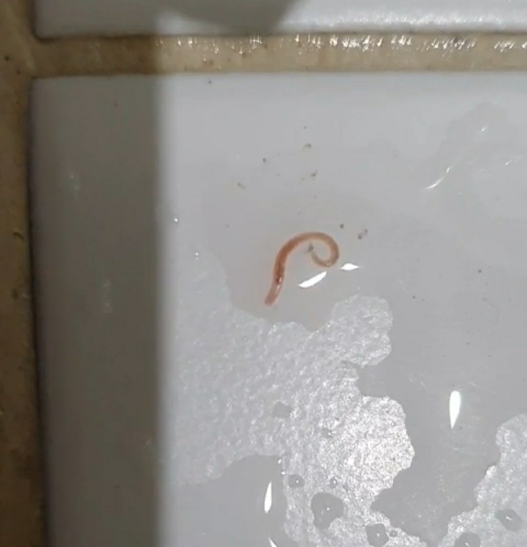 A worm-like creature discovered in tap water at an apartment in Jung District, central Seoul, at around 11 p.m. Sunday. (Yonhap)