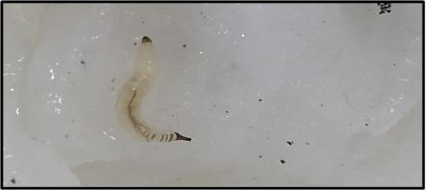 A worm-like creature reported Monday to be found from an apartment in Daejeon. The tap water crisis, which started in Incheon, has now spread to other areas, with dozens of citizens reporting similar encounters. (Daejeon Waterworks Authority)