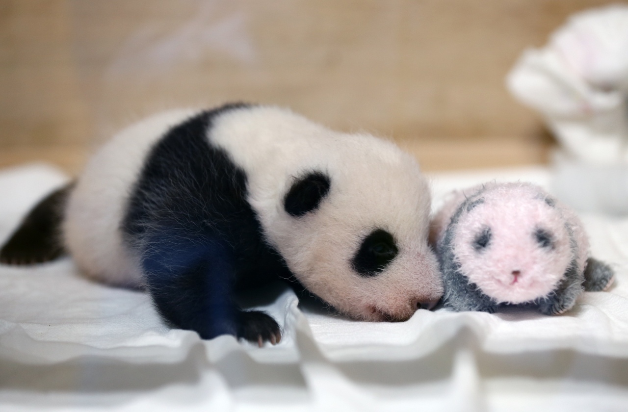 Giant panda cub (Samsung C&T)