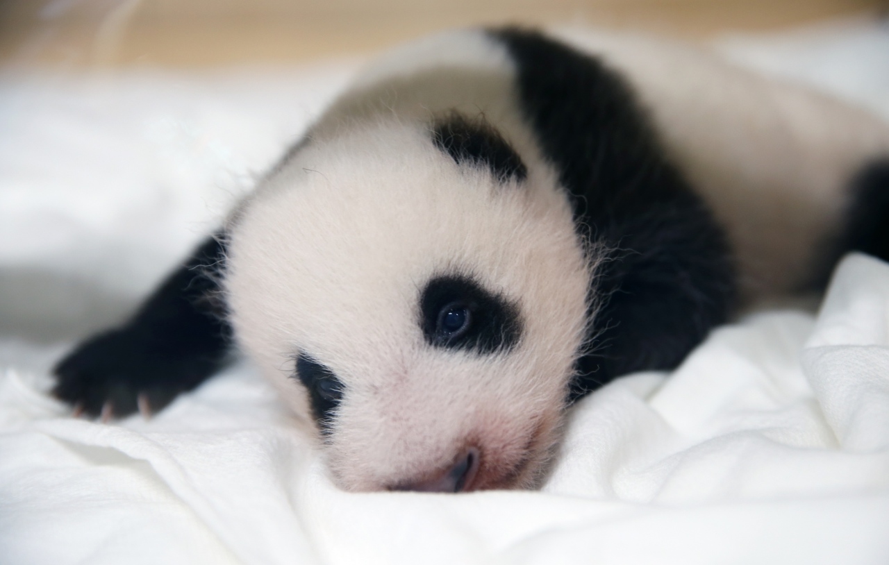 Giant panda cub (Samsung C&T)