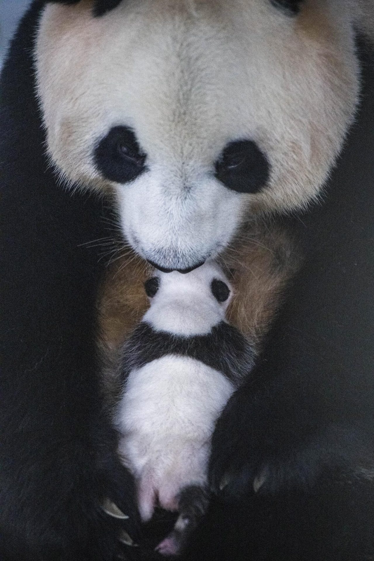 Anak panda raksasa berumur 50 hari 10 kali lebih berat dari berat lahirnya