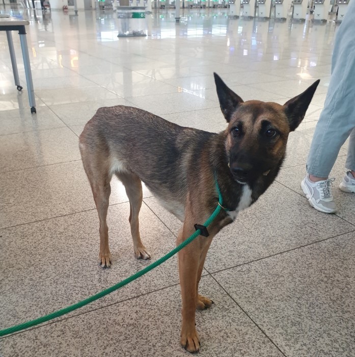 Bambi waits for her flight volunteer at Incheon International Airport on Sept. 15. (Park Yuna/The Korea Herald)