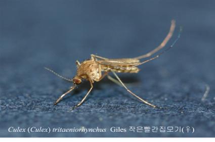Mosquito responsible for JEV transmission (Ministry of Health and Welfare website)