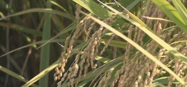 This undated file photo shows a rice paddy. (Yonhap)