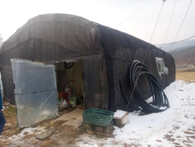 A vinyl greenhouse used as accommodation for foreign migrant workers at a farm in Gyeonggi Province. (Yonhap)