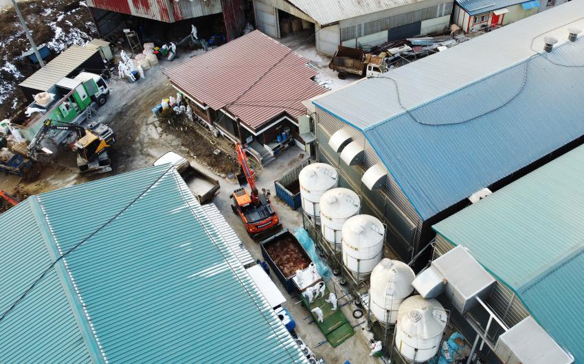 Officials prepare to cull birds at a chicken farm in the central city of Sejong on Wednesday. (Yonhap)