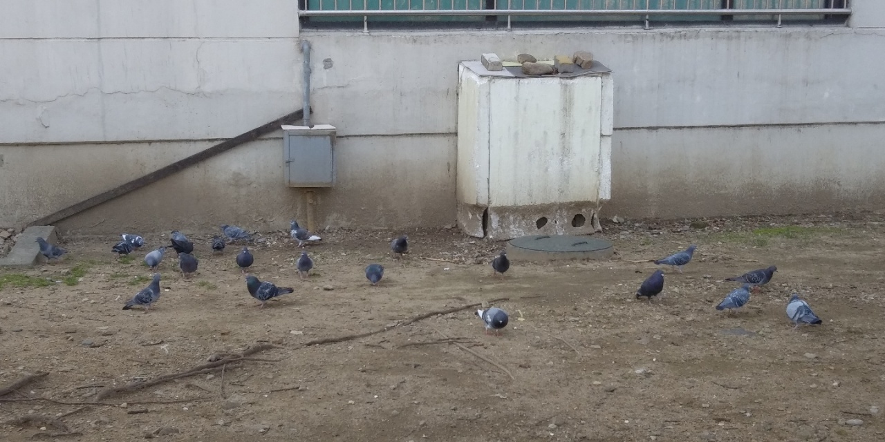 Dozens of city pigeons roam around an apartment building in Gangnam-gu, southern Seoul. (Ko Jun-tae/The Korea Herald)
