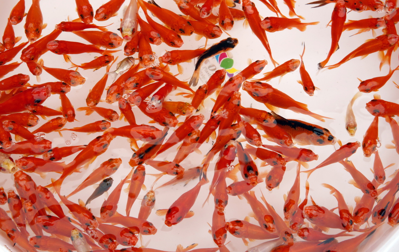 Goldfish are for sale at a street market for Nowruz, the Persian New Year holiday, in Tehran, Iran, 18 March 2021. (Yonhap)