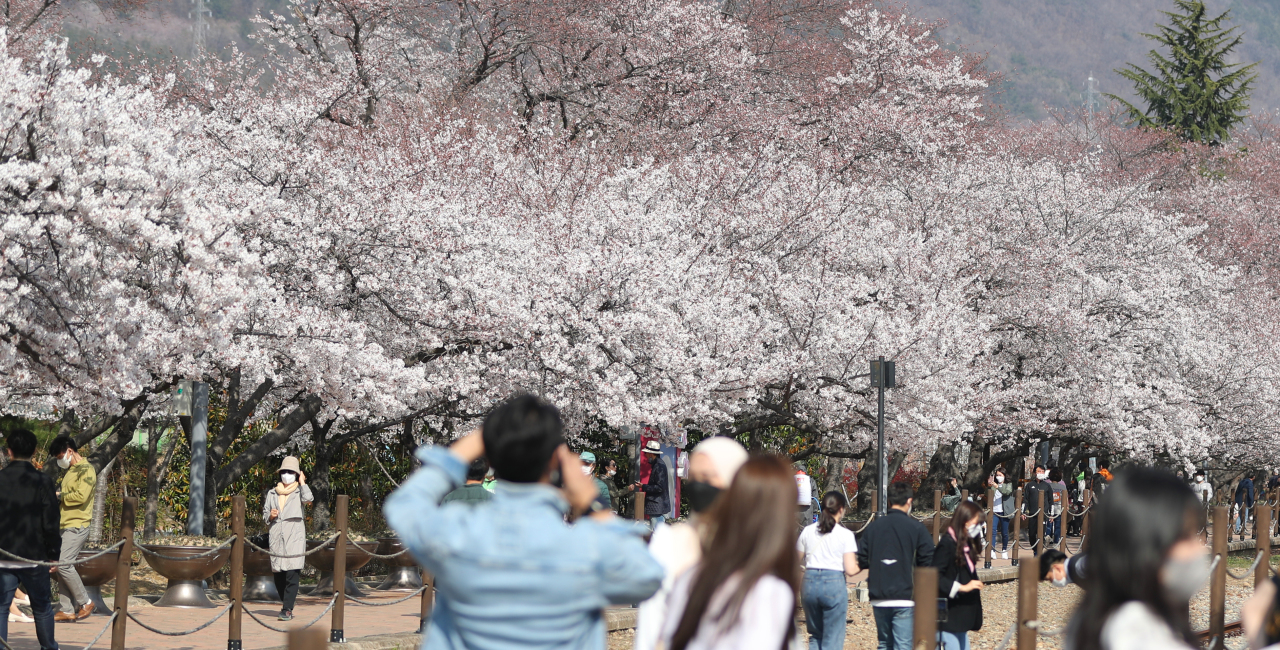 Cherry blossom trees in full bloom draw masked crowds at a park in Changwon, a South Gyeongsang Province city, on Thursday. (Yonhap)