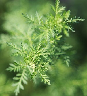 Artemisia annua, also known as “gaeddong-ssuk” or sweet wormwood, has a long history as a medicinal herb both in Korea and in China for treating ailments such fevers and inflammation. (Photo credit: Yakcho-Anak)