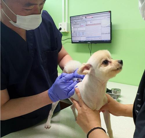 A dog receives treatment at an animal shelter in Chuncheon, 85 kilometers northeast of Seoul, in this file photo taken May 20, 2020. (Yonhap)