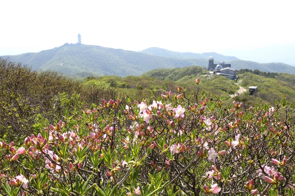 This file photo shows royal azaleas in full bloom. (The Sobaek Mountain National Park Northern Office)