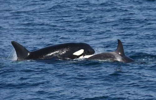 A mother killer whale and a baby whale are seen swimming in waters off Uljin, North Gyeongsang Province, on March 15, 2017. (National Institute of Fisheries Science)