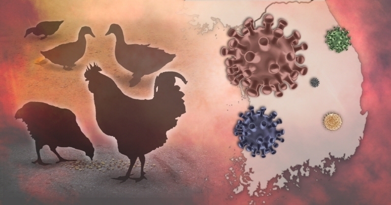 Avian influenza (Yonhap)