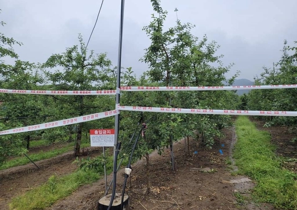 This photo released by North Gyeongsang Province on Friday, shows an apple orchard infected with fire blight in Andong, 268 kilometers south of Seoul. (North Gyeongsang Province)
