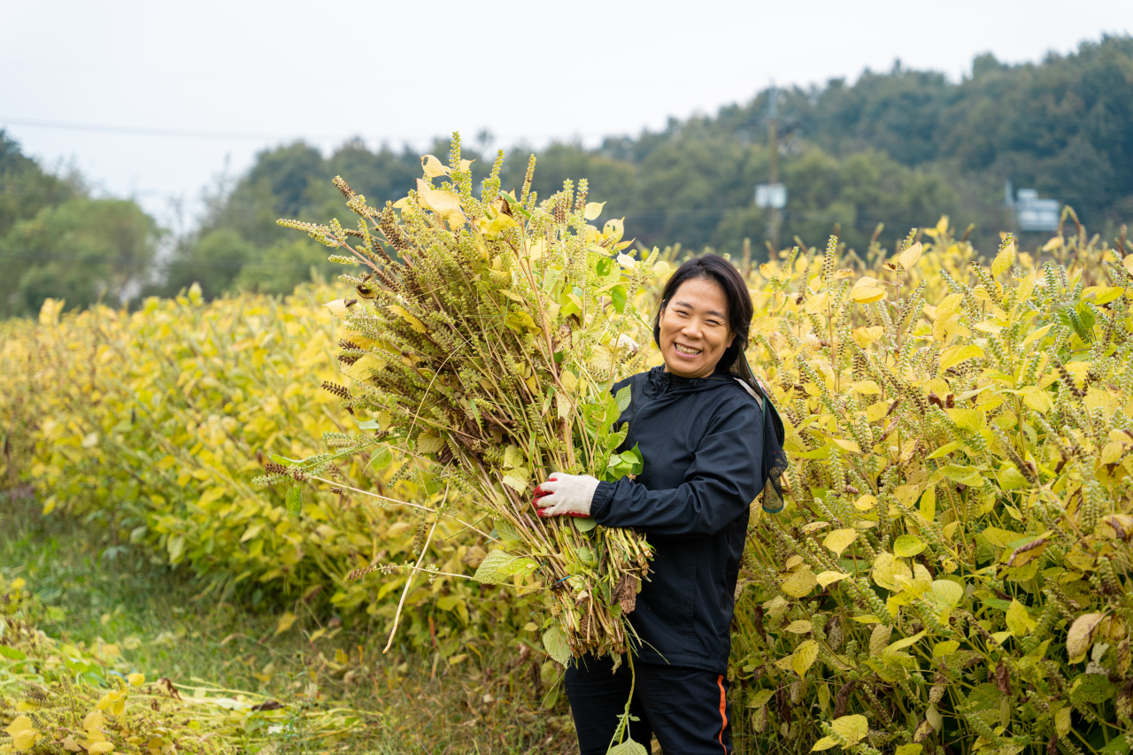 In 2010, Jirisan Cheorum Farming Association Corporation CEO Chung Jung-eum started a perilla and sesame farm in Namwon, North Jeolla Province. (Photo credit: Jirisan Cheorum)