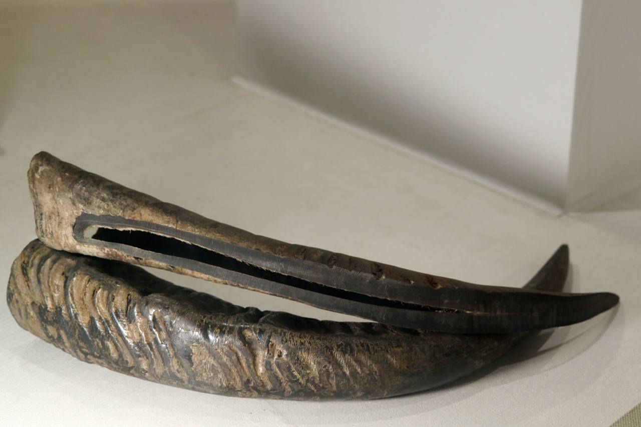 A pair of horns from water buffalo, which are used to make bows, is on display at the bow and arrow museum in Paju, Gyeonggi Province. © 2020 Hyungwon Kang