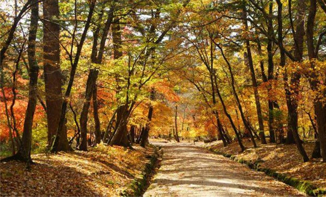 A trail near “Gwangneung” in Namyangju, Gyeonggi Province (CHA)
