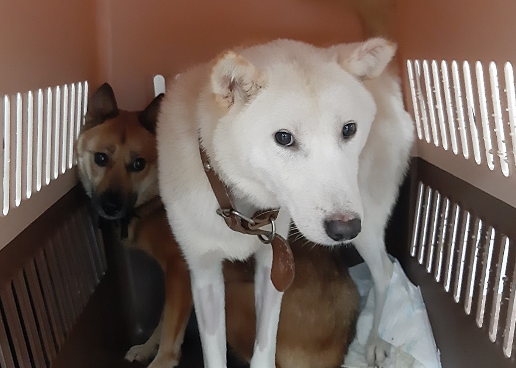 Two Jindo dogs refuse to come out of their travel crate. (Shin Ji-hye/The Korea Herald)