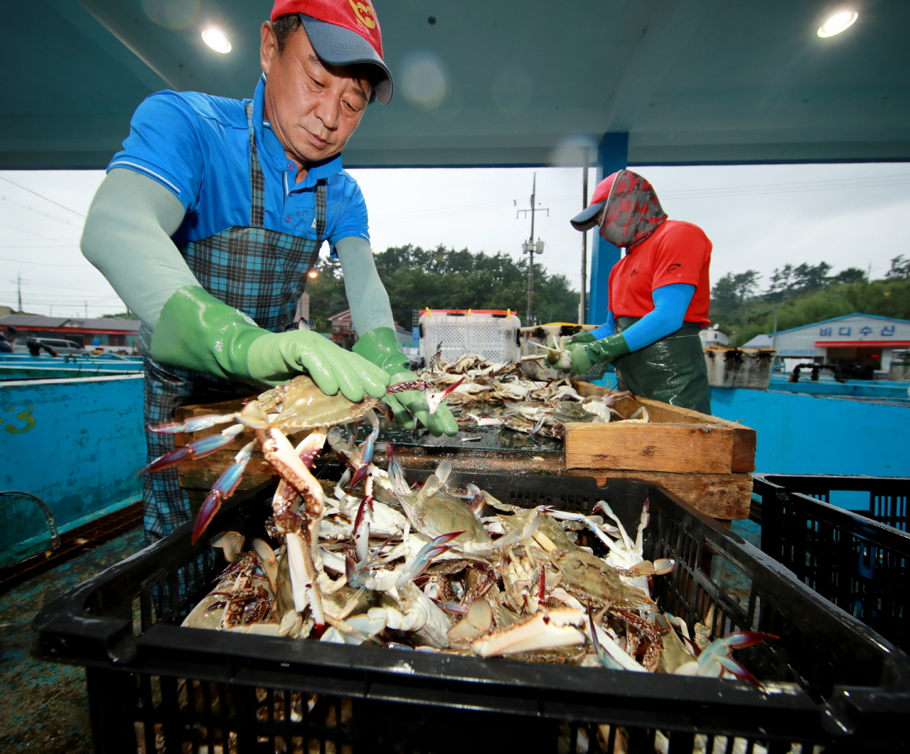 Freshly caught blue crabs go through a series of processes prior to being sold in a daily auction at Chaesokpo Port in Taean County, South Chungcheong Province. (Taean County Office)