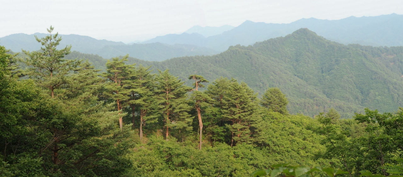Geumgang pine tree forest in Bonghwa, North Gyeongsang Province (KFS)