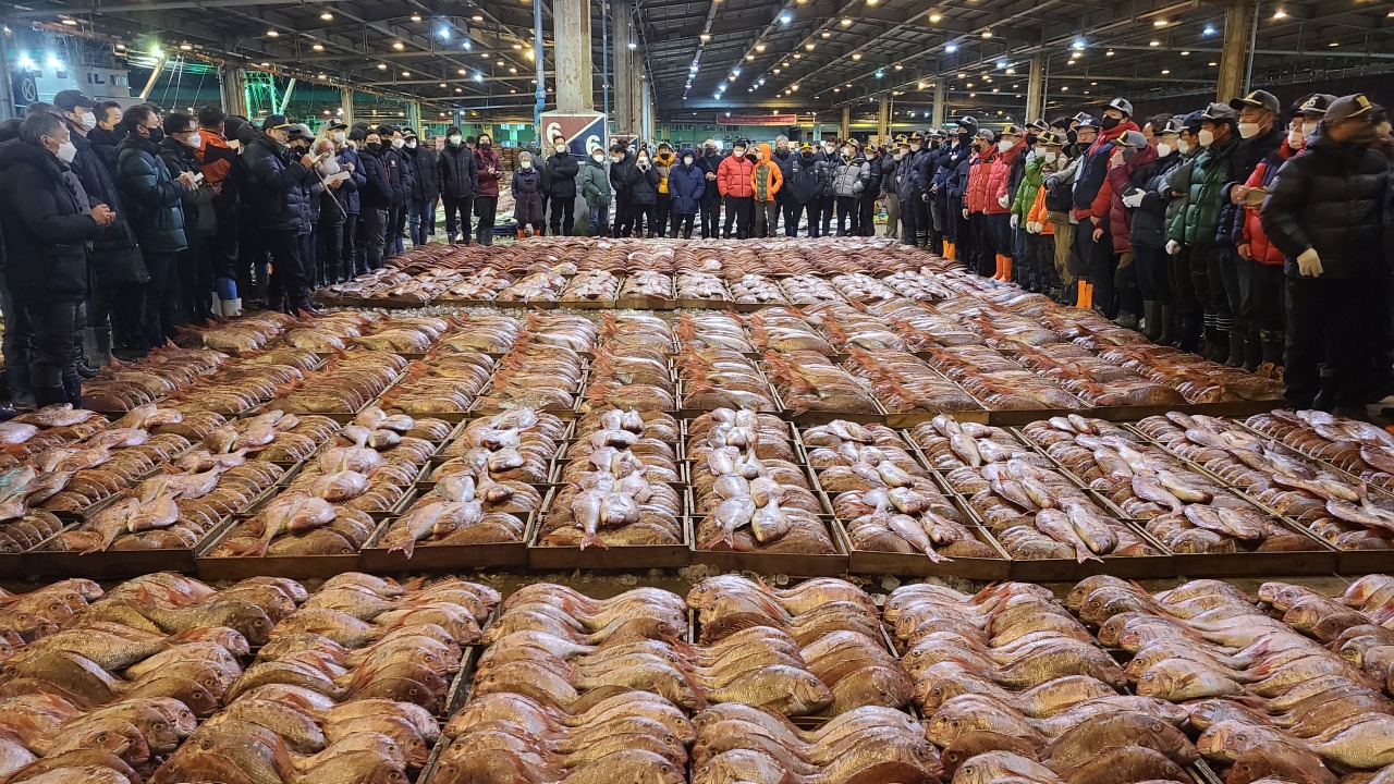 Red seabream caught on the eve of the Dec. 14 quake are seen at Busan Cooperative Fish Market ahead of an auction. (Yonhap)