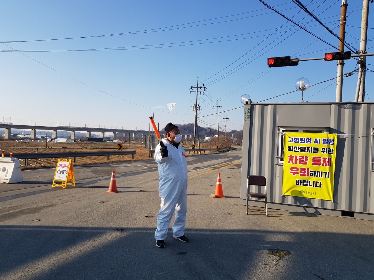 A quarantine worker is seen controlling traffic near an egg farm in Cheonan, South Chungcheong Province, in the wake of the outbreak of the bird flu, on Dec. 5. (Yonhap)
