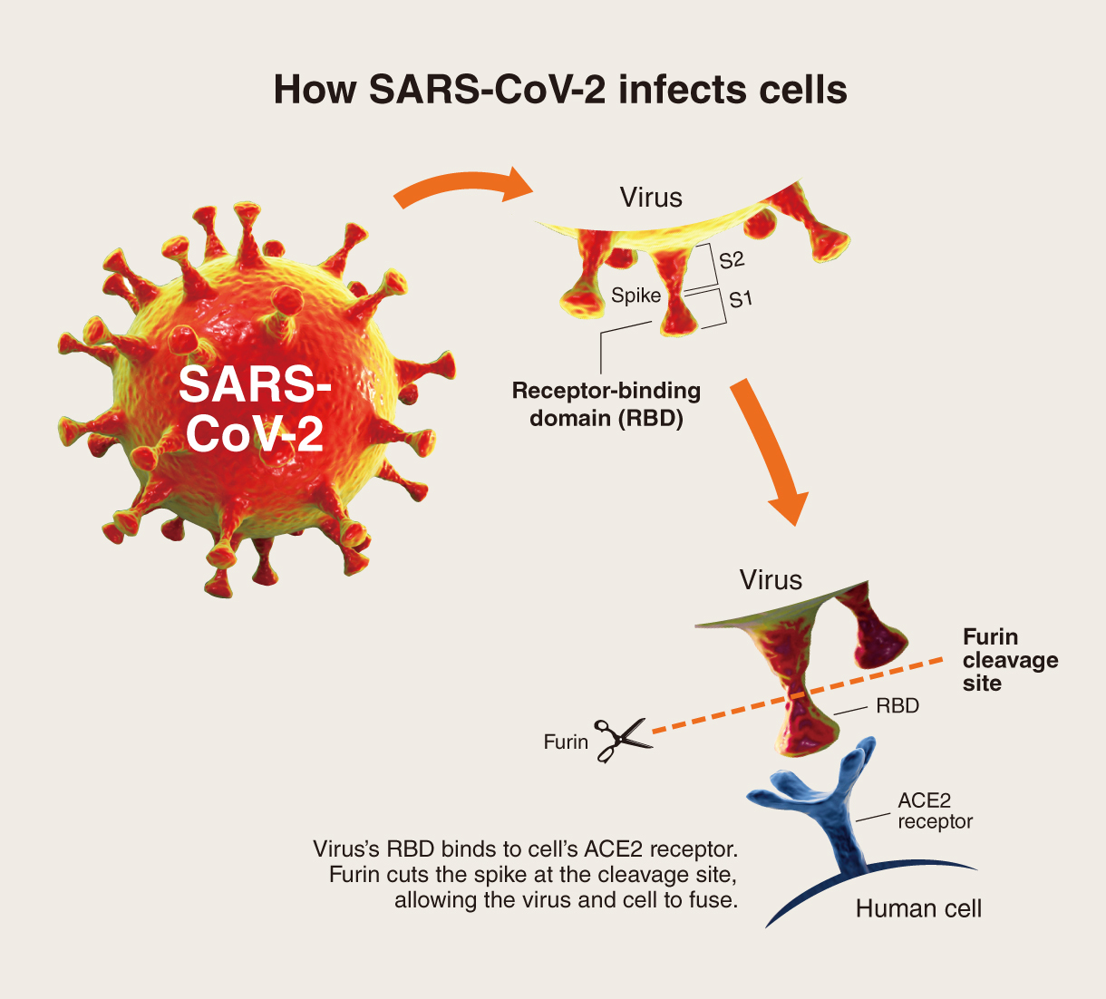 How the coronavirus infects cells