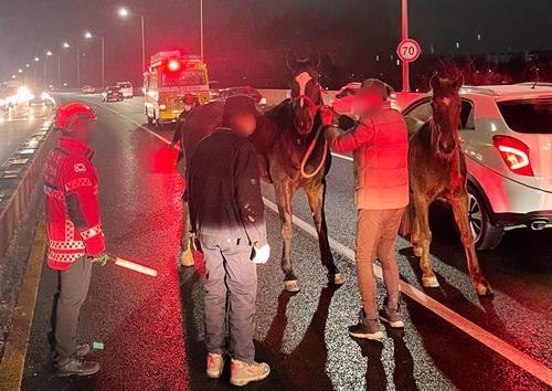 This photo provided by Namdong Fire Station on Monday, shows two escaped equestrian horses being caught on an overpass in Incheon, 40 kilometers west of Seoul, after apparently roaming loose for hours. (Namdong Fire Station)