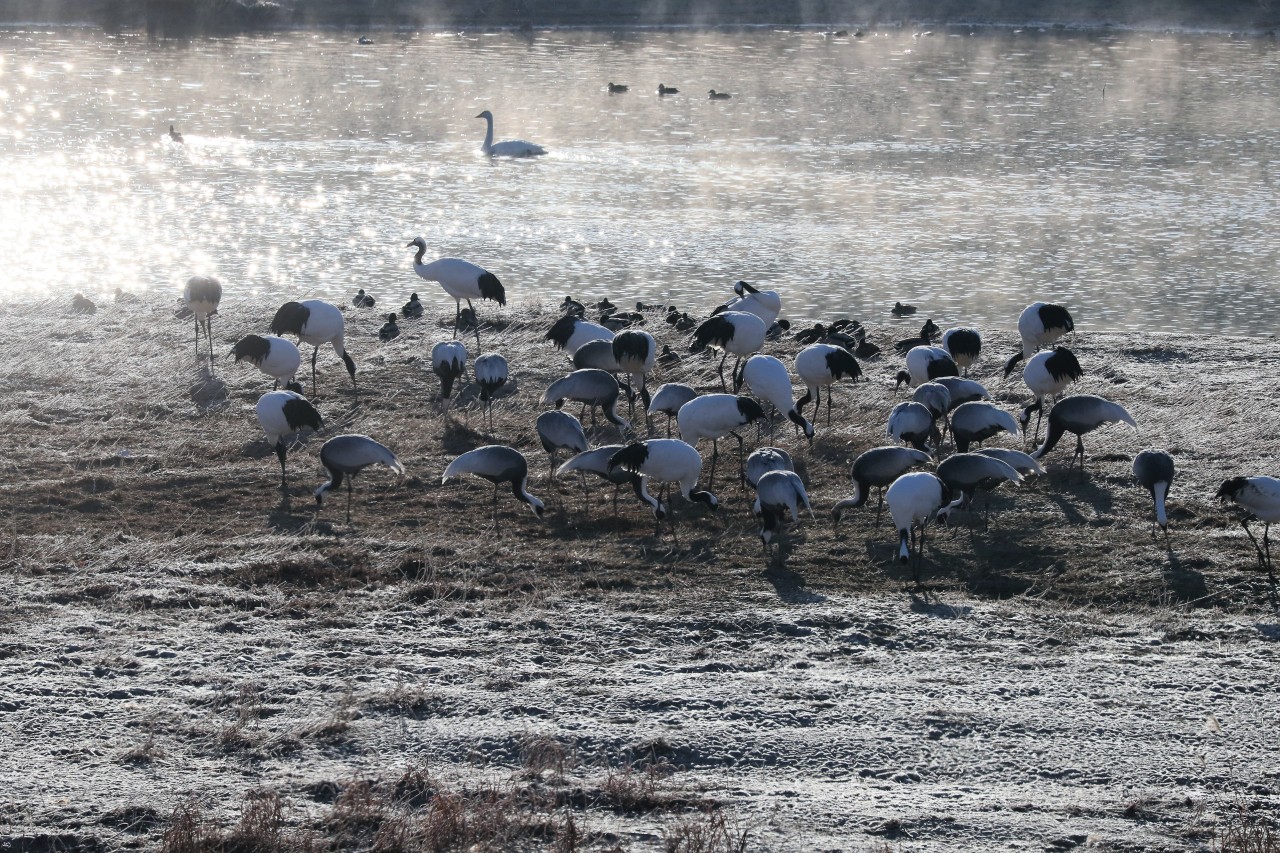 Cranes are seen during the winter season at Cheorwon, Gangwon Province (Cheorwon County)