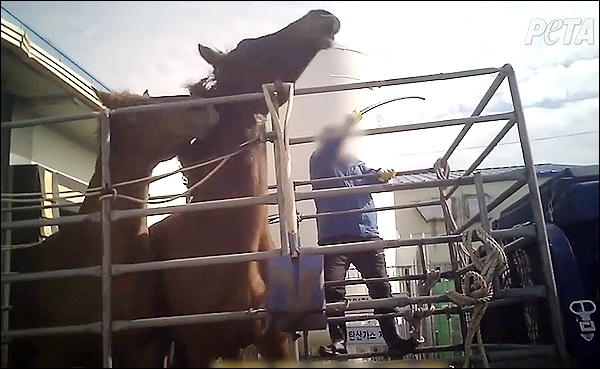 A screenshot of a video filmed in 2018 by PETA Asia, in which a retired race horse was illegally slaughtered. (PETA Asia)