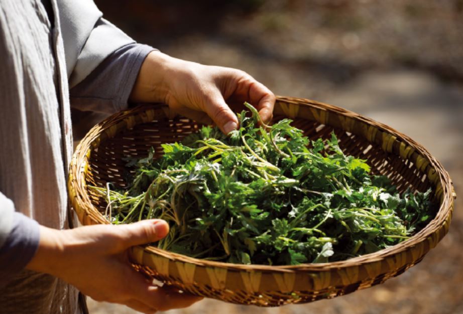 A basket of handpicked wormwood (Cultural Corps of Korean Buddhism)