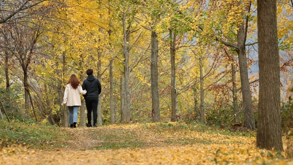 People walk under yellow-leaved ginkgo trees in Naju, 355 kilometers south of Seoul, on Nov. 10, 2021. (Yonhap)