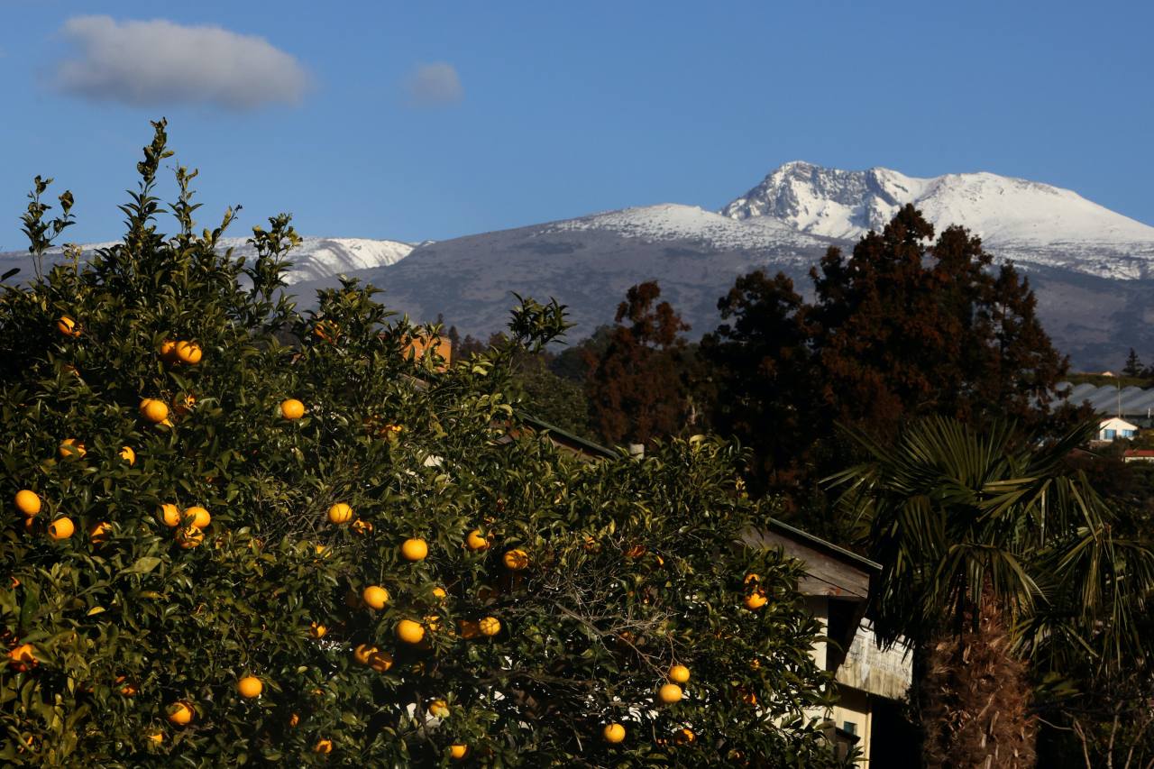 Snow-covered Hallasan, the highest mountain on Jeju Island, is seen behind hagyul, better known as summer oranges, in Seogwipo, Jeju Island.Photo © Hyungwon Kang