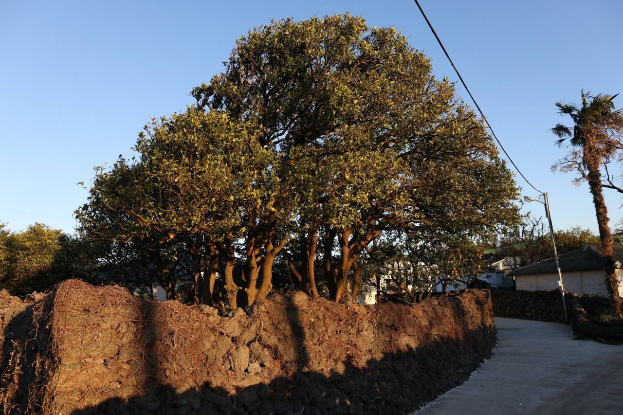 The oldest surviving jingyul trees, planted in the 1600s, stand at the home of Kang Sung-yo and Park Young-ok on Jeju Island.  Photo © Hyungwon Kang