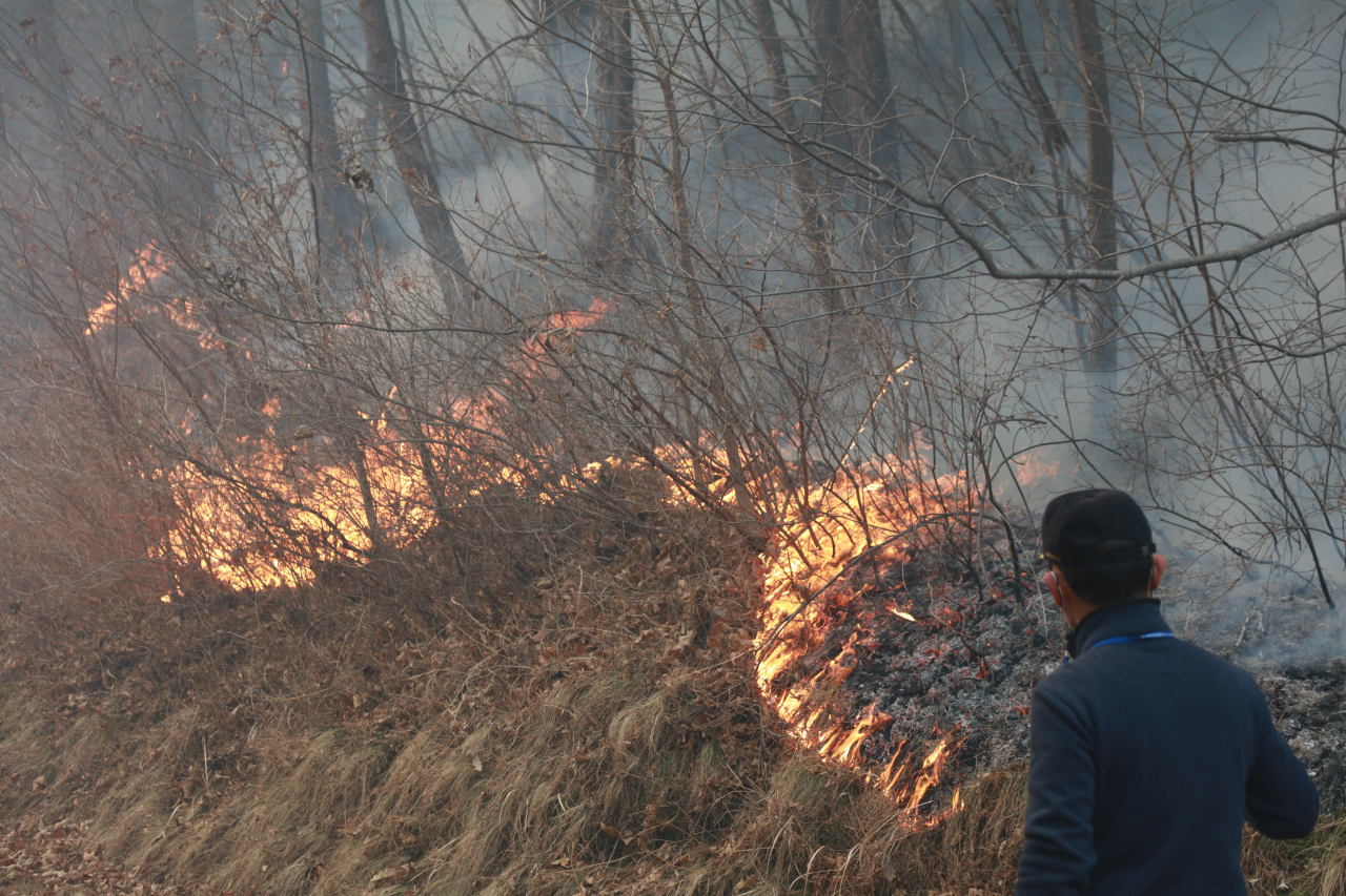 A firefighting official watches as a mountain burns in Uljin, southeastern South Korea, on Monday. (Yonhap)