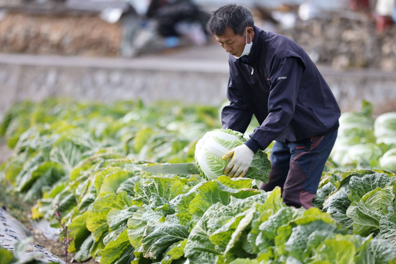 Kim Min-seong picks a head of cabbage for making kimchi in Imsil County, North Jeolla Province. Photo © Hyungwon Kang
