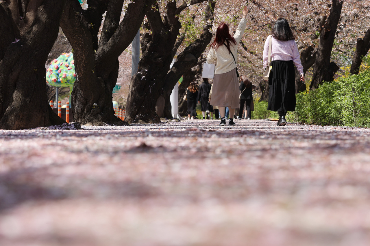 Cherry blossom street in Yeouido to welcome visitors this year but without festival