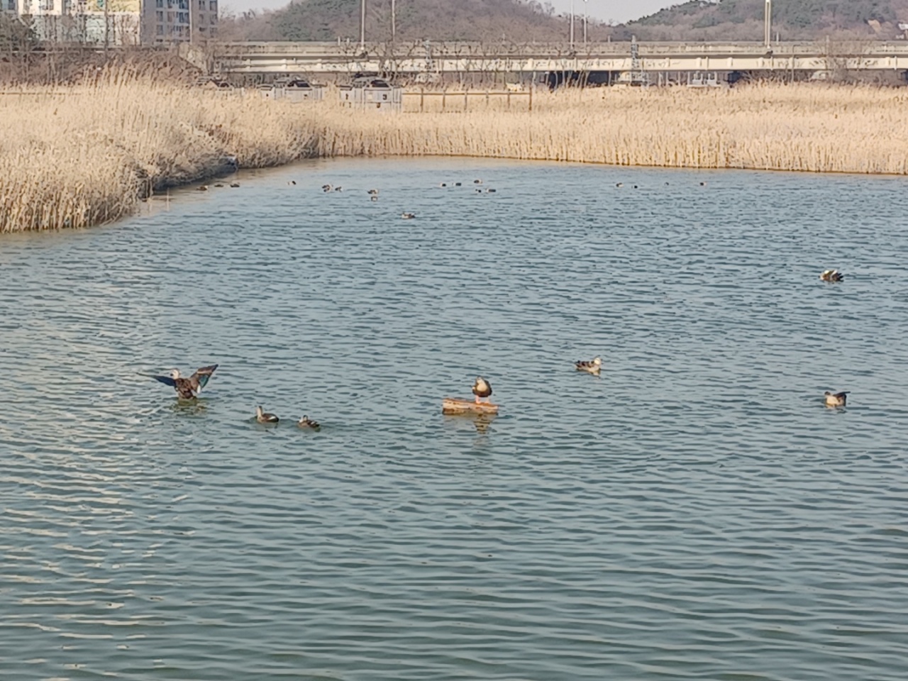 Mallards swim across a small lake at the Sorae Marsh Ecological Park on March 18. (Lee Si-jin/The Korea Herald)