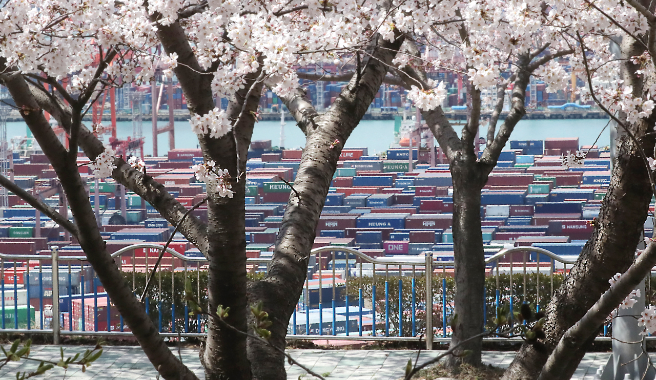 A container terminal at Busan Harbor is seen over the cherry trees on Friday. (Yonhap)