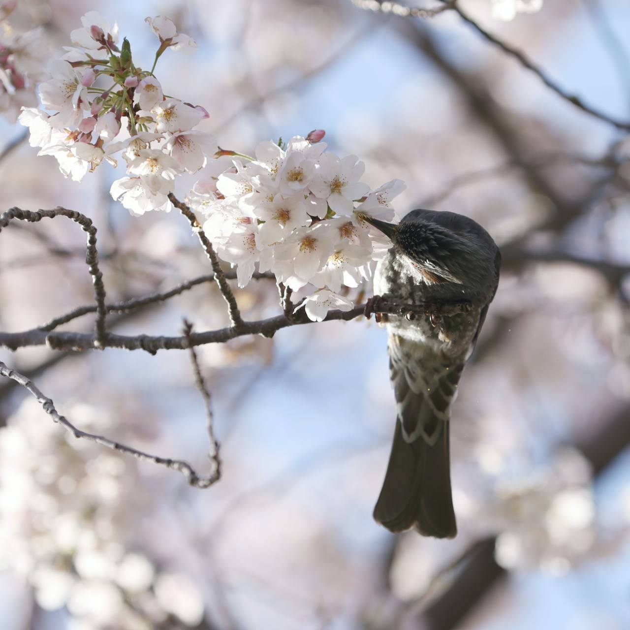 A Brown-eared bulbul bird collects nectar from King cherry blossoms on Jeju Island.Photo © Hyungwon Kang
