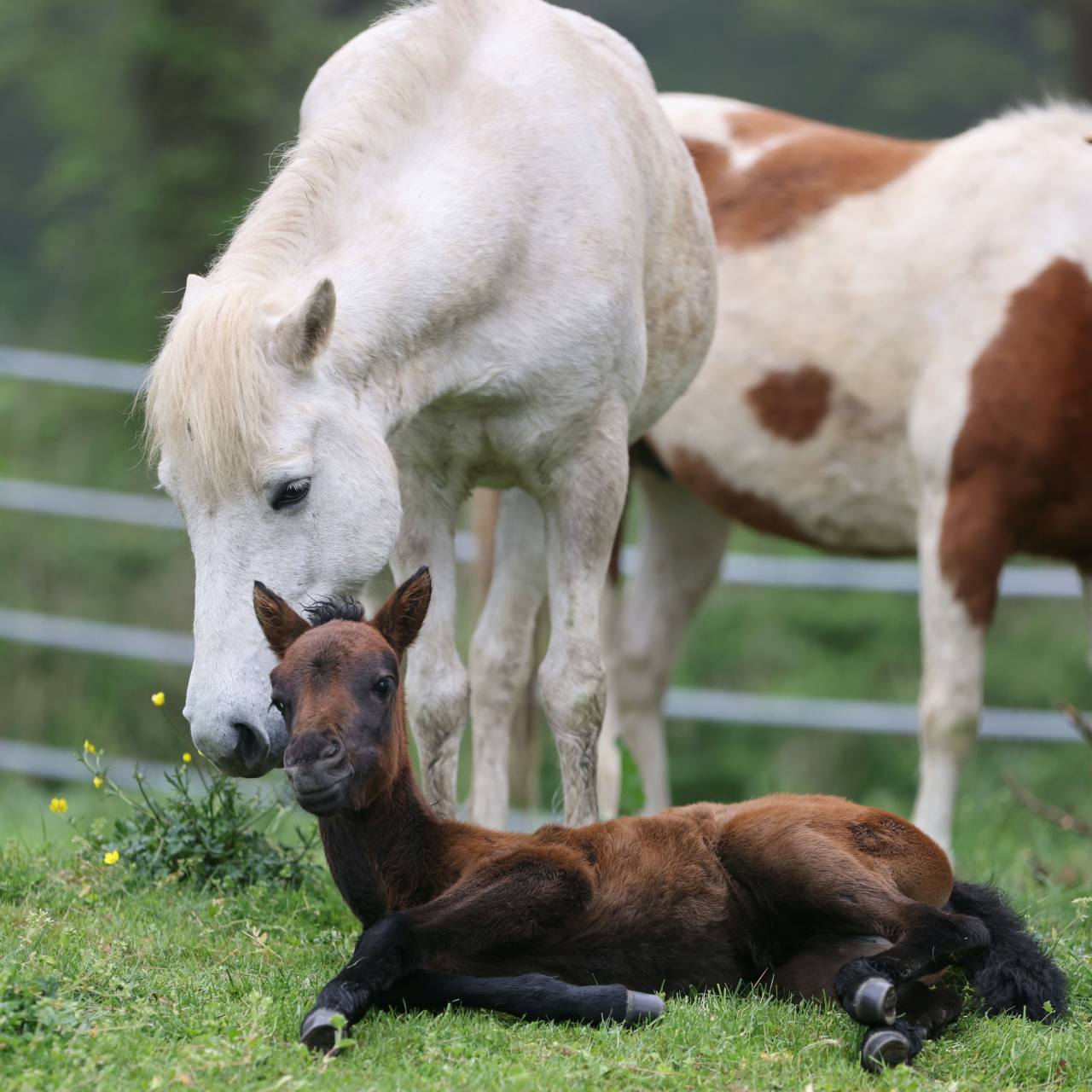 (A newborn foal with shiny hooves rests in front of its mother at the Jeju Horse Pasture on Hallasan, Jeju Island. Photo © Hyungwon Kang)