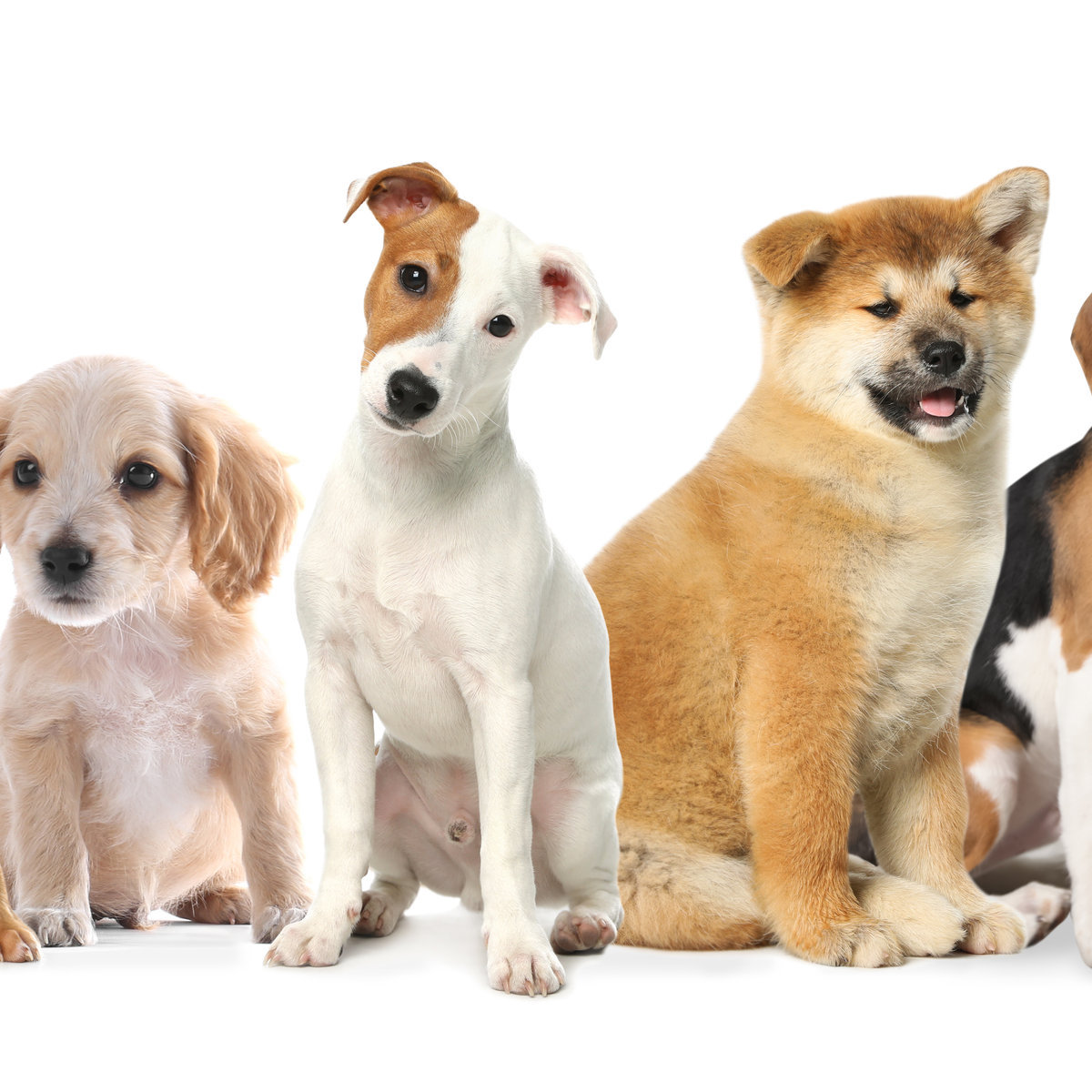 Seoul offers free pet dog education