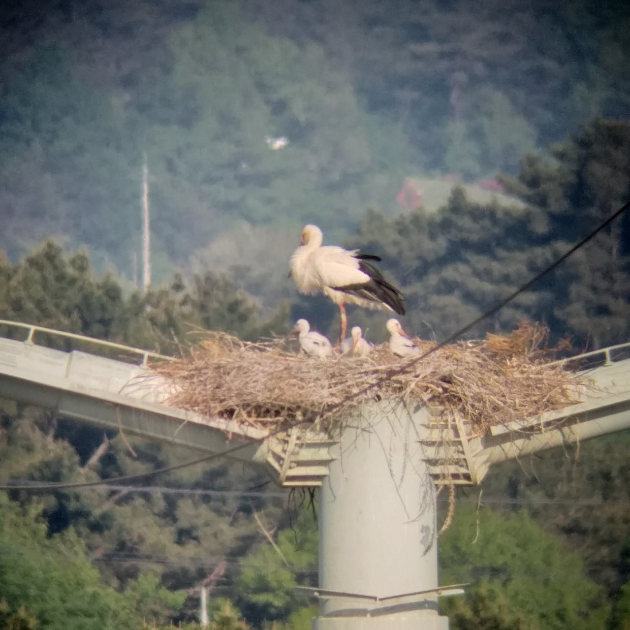 An adult stork and three newly hatched chicks stay in a nest on top of a transmission tower in Taean, South Chungcheong Province, May 10. (Yesan Stork Park)