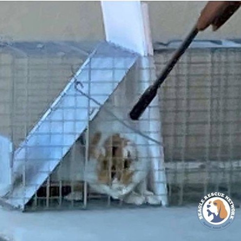 This image captured from a video secured by Beagle Rescue Network shows an air gun held in front of a cat in a cage. (Beagle Rescue Network)