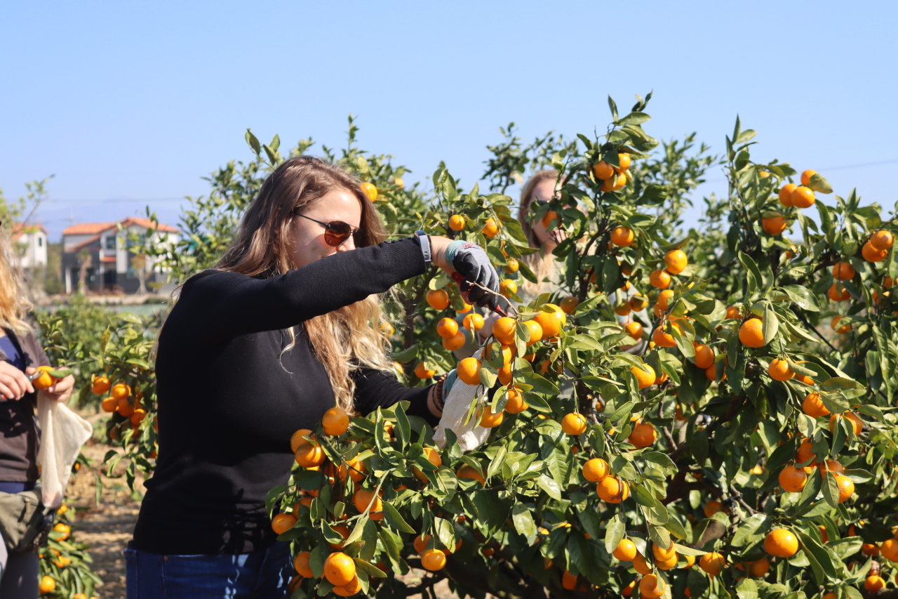 Visitors at Murung Farm pick mandarin oranges. (Murung Farm)