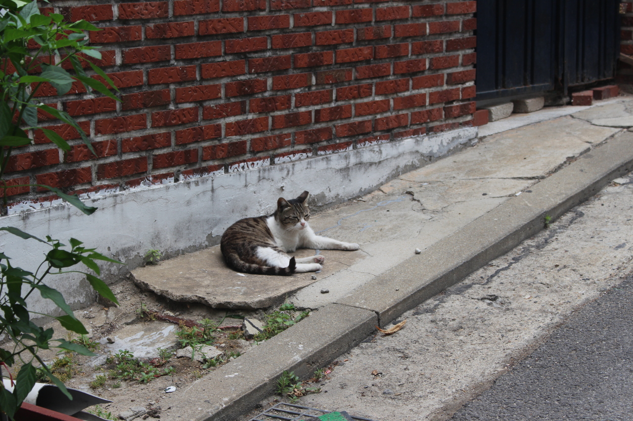 A stray cat in Nogosan-dong, Seoul sits beside a wall of a home. (Yoon Min-sik/The Korea Herald)