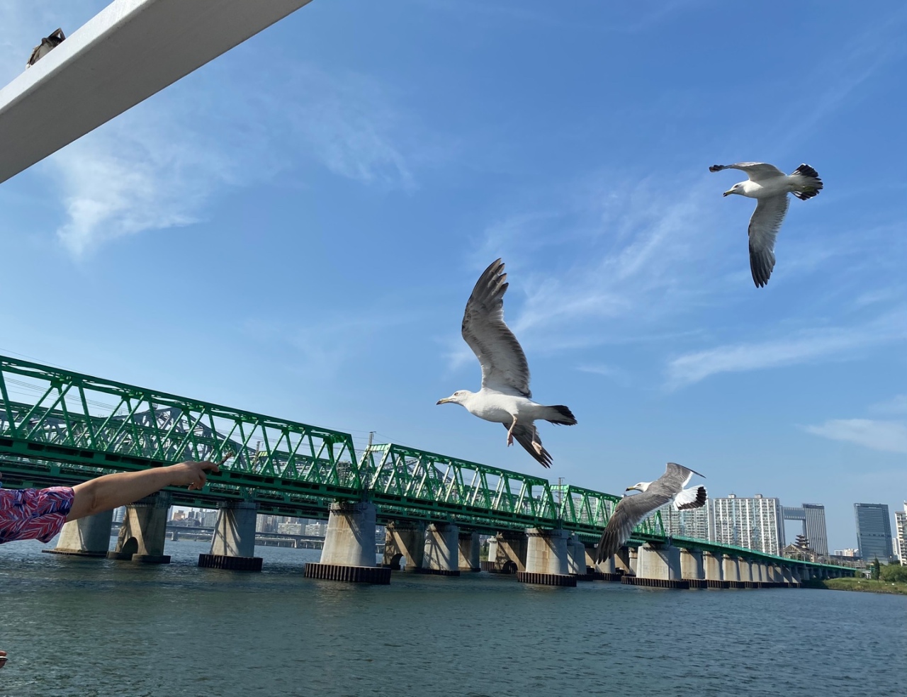 A passenger on aboard a river cruise ferry in Han River feeds a seagull. (Yim Hyun-su/The Korea Herald)