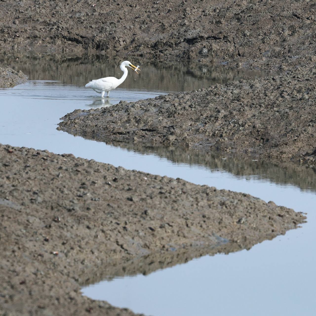 A white heron fishes for food in the mud flats at Gochang.Photo © Hyungwon Kang