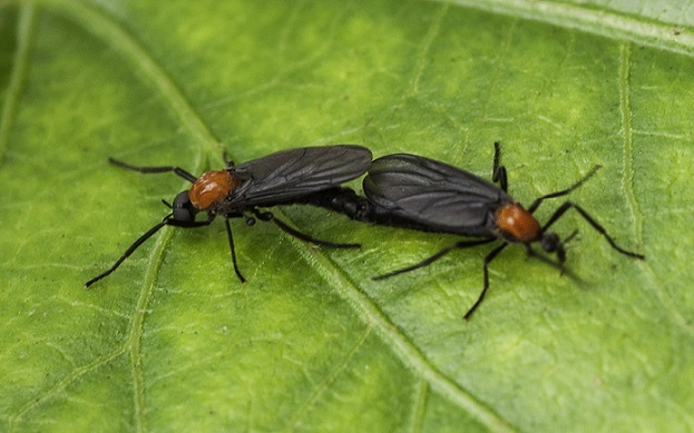 A pair of mating lovebugs (Getty Images)